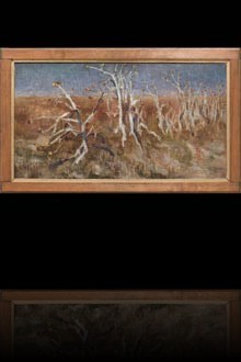 Musk Thistles